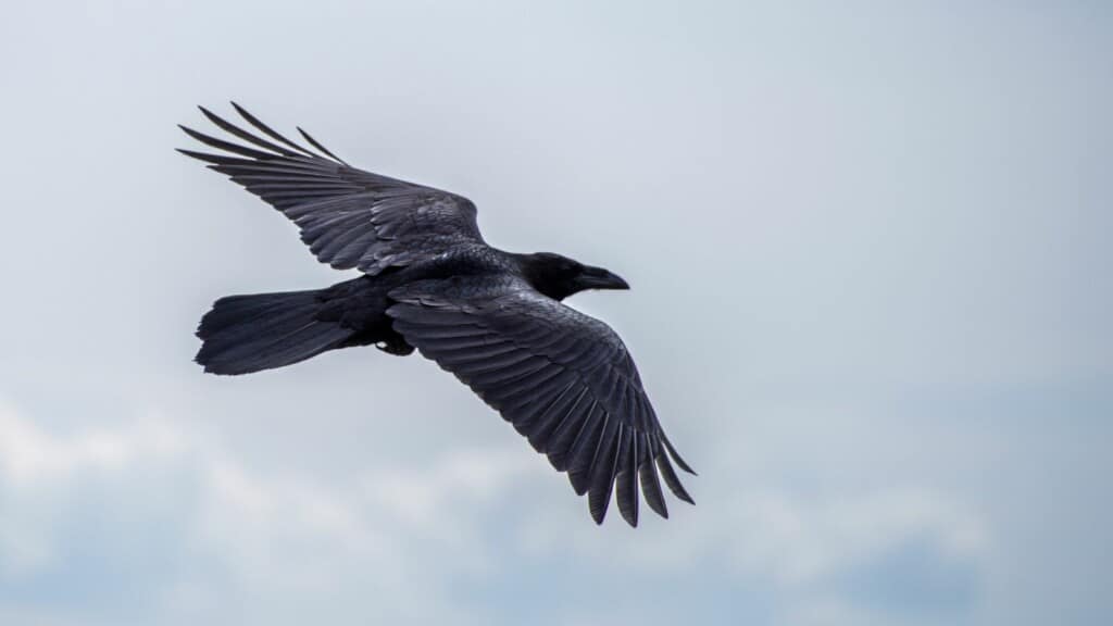 If You See Ravens Often, This Might Be Why